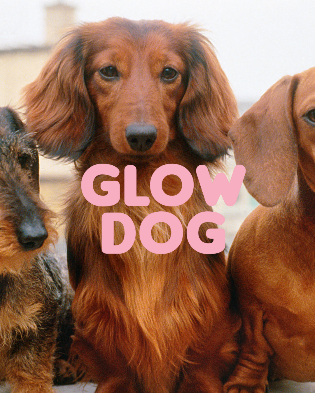 Glow Dog 2 az 1-ben Vitaminos Sampon & kondicionáló kutyáknak