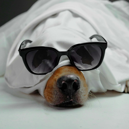 Masco Beauty Bergamot & Vanilla kutyaparfüm