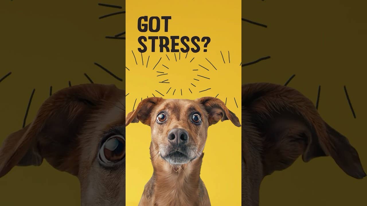 Excellent Pets nyugtató jutalomfalat kutyáknak