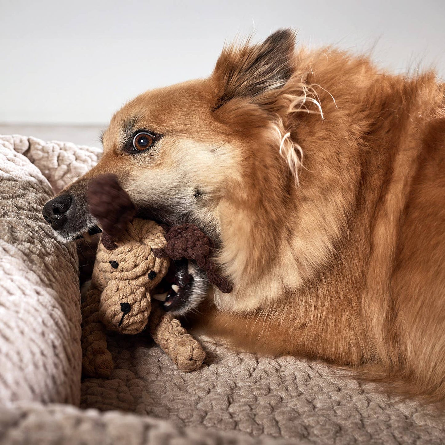 Laboni DOGGY DOG – kutyajáték