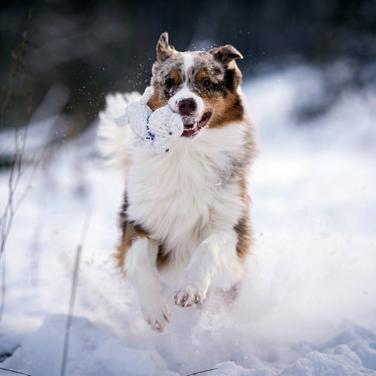 Laboni TAPSI – Puppy Charm kutyajáték