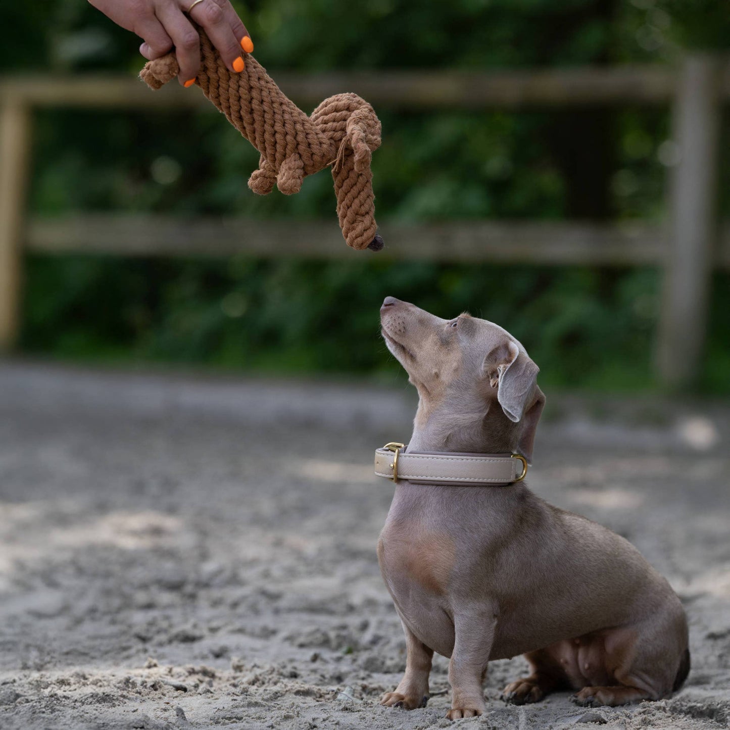 Laboni DIEGO DACKEL – The Trend Toy Every Dog Wants kutyajáték
