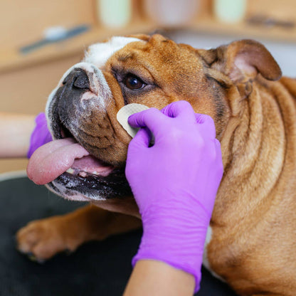 Eye Envy ránctalanító nedves törlőkendő Bulldog kutyáknak