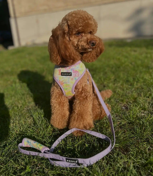 Puppia Nola hám + póráz