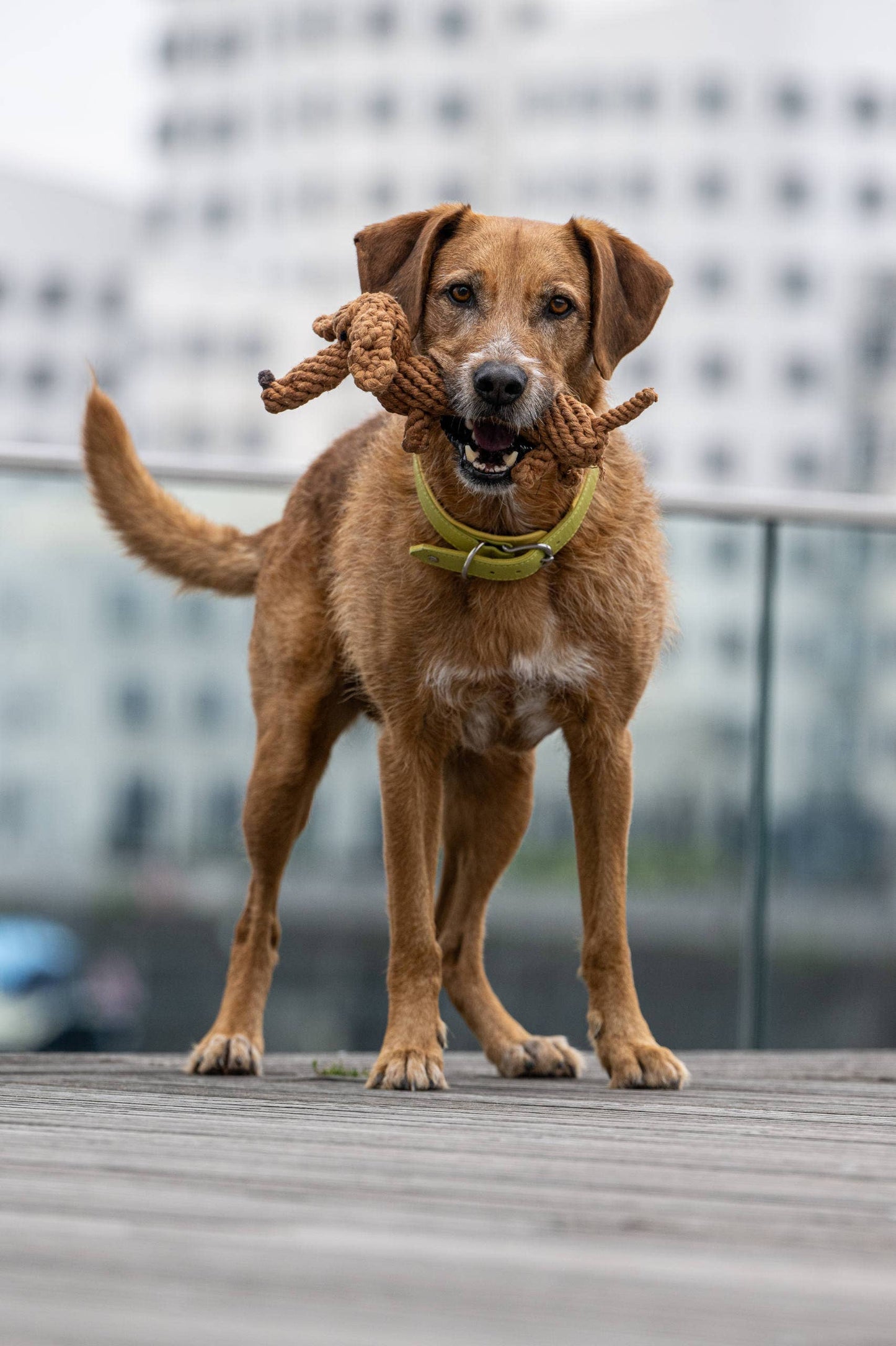 Laboni DIEGO DACKEL – The Trend Toy Every Dog Wants kutyajáték