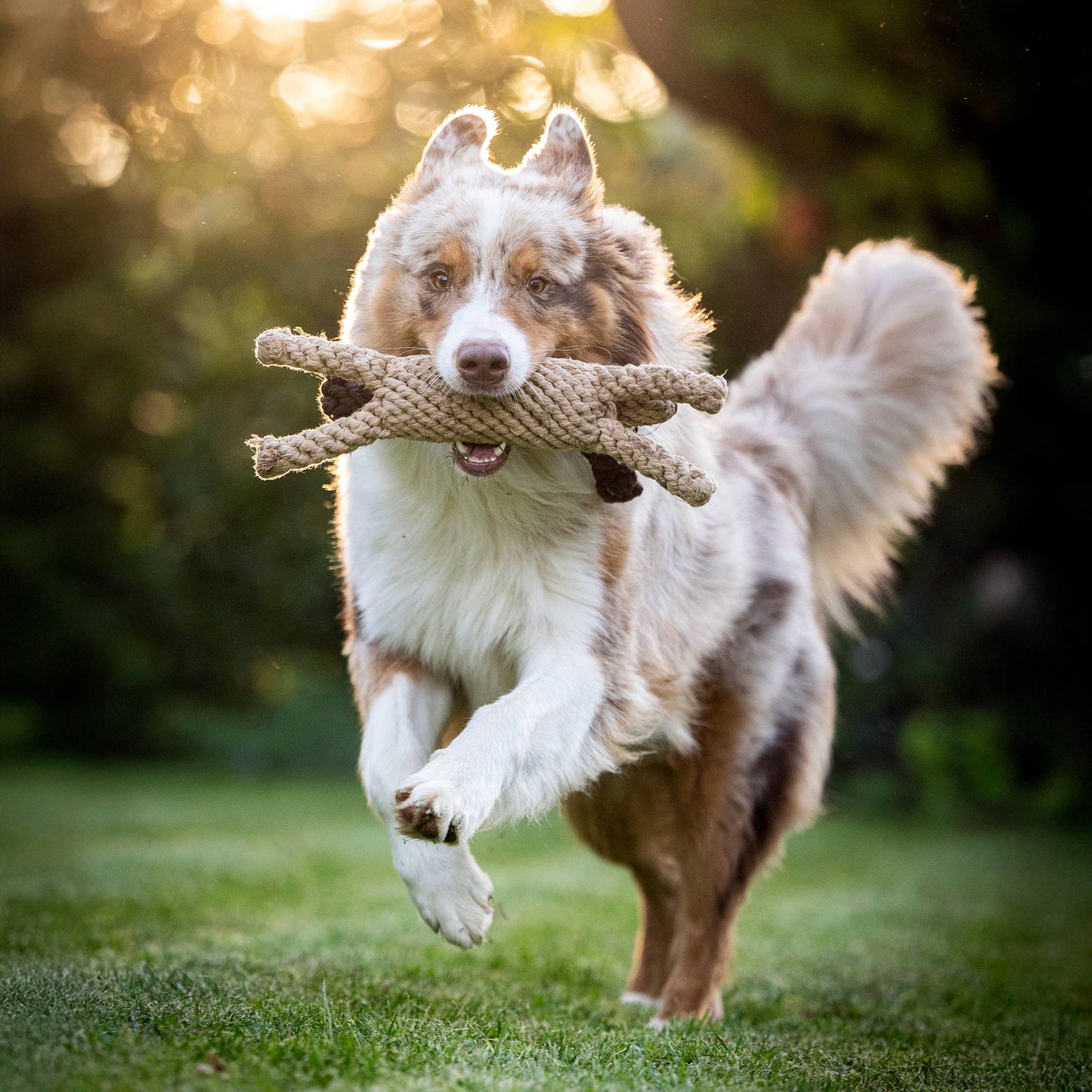 Laboni DOGGY DOG – kutyajáték