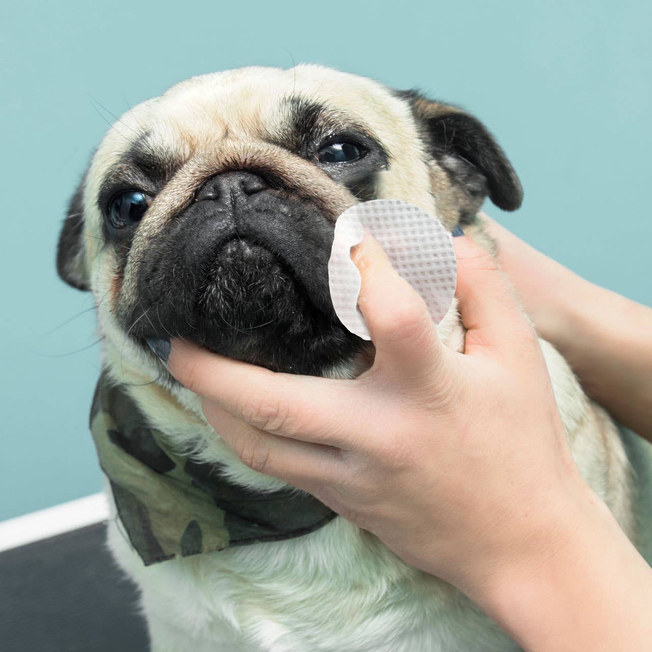 Eye Envy ránctalanító nedves törlőkendő Bulldog kutyáknak