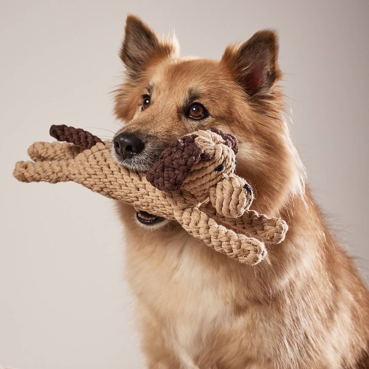 Laboni DOGGY DOG – kutyajáték