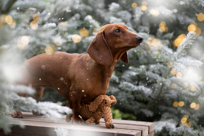 Laboni DIEGO DACKEL – The Trend Toy Every Dog Wants kutyajáték